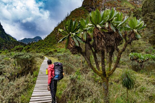 3 Peaks Rwenzori trekking