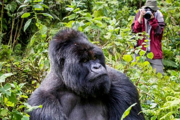 Gorillas/Rwenzori Trekking/Wildlife Itinerary